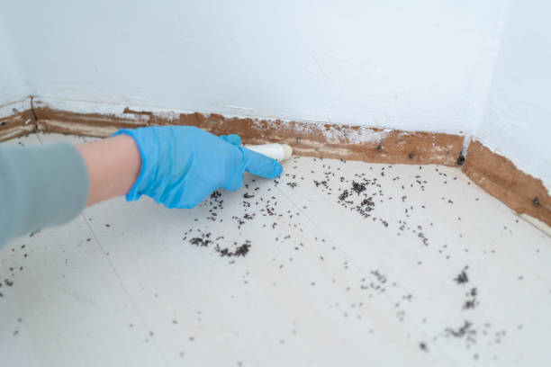 Trusted Bethlehem, WV Pest Control Experts